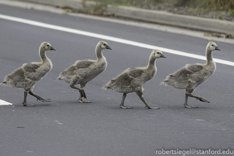 canada geese